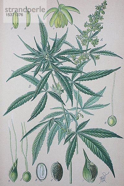 Hanf (Cannabis sativa)  historische Illustration von 1885  Deutschland  Europa