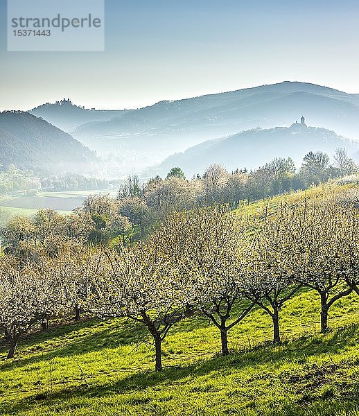 Blick auf zwei Burgen  Blick über Kirschplantage auf Burg Hanstein und Burg Ludwigstein im Morgendunst  blühende Kirschbäume  Werratal bei Witzenhausen  Hessen  Deutschland  Europa