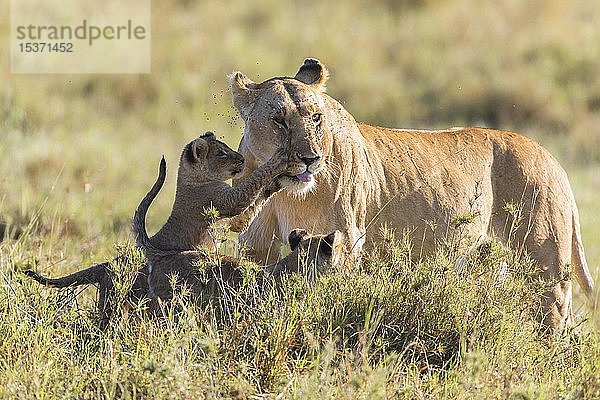 Löwin (Panthera leo) mit zwei Jungtieren  Fliegenbefall  Masai Mara National Reserve  Kenia  Afrika