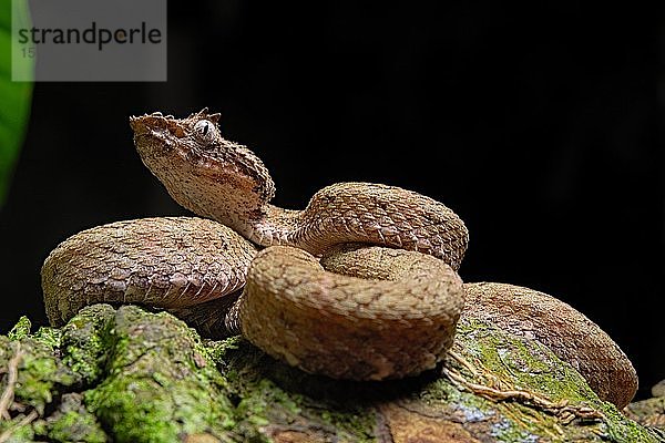 Wimperngrubenotter (Bothriechis schlegelii)  Costa Rica  Mittelamerika