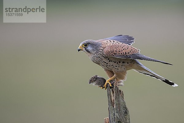 Turmfalke (Falco tinnunculus)  auf Pfahl mit erbeuteter Maus  Rheinland-Pfalz  Deutschland  Europa