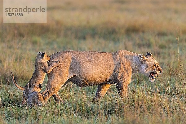 Löwin (Panthera leo) mit zwei Jungtieren  Masai Mara National Reserve  Kenia  Afrika