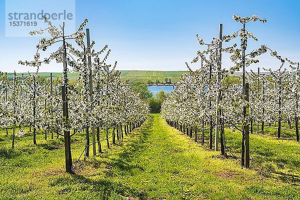 Obstbau  Kirschplantage  blühende Kirschbäume  Süßer See im Hintergrund  Mansfelder Land  Sachsen-Anhalt  Deutschland  Europa
