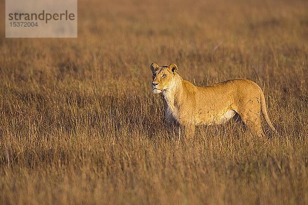 Löwin (Panthera leo) stehend im hohen Gras  Masai Mara National Reserve  Kenia  Afrika