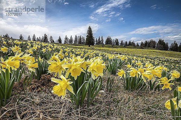 Blumenmeer mit blühenden gelben Narzissen (Narcissus) auf einer Wiese  Tête de Ran  Vue de Alpes  Schweizer Jura  Kanton Neuchâtel  Schweiz  Europa