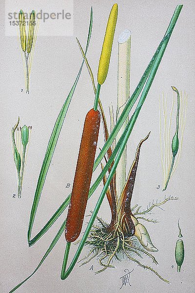 Gemeiner Rohrkolben (Typha latifolia)  historische Abbildung von 1885  Deutschland  Europa