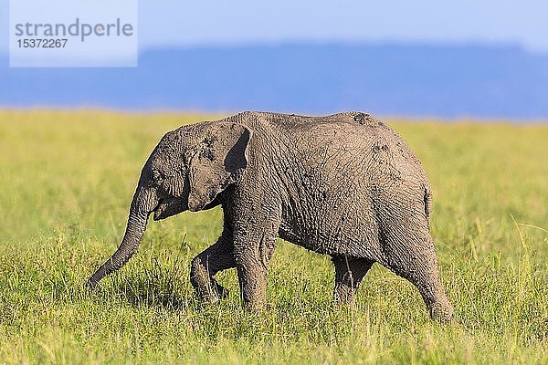 Junger afrikanischer Elefant (Loxodonta africana)  Elefantenkalb mit Schlamm bedeckt  in der Savanne  Masai Mara National Reserve  Kenia  Afrika