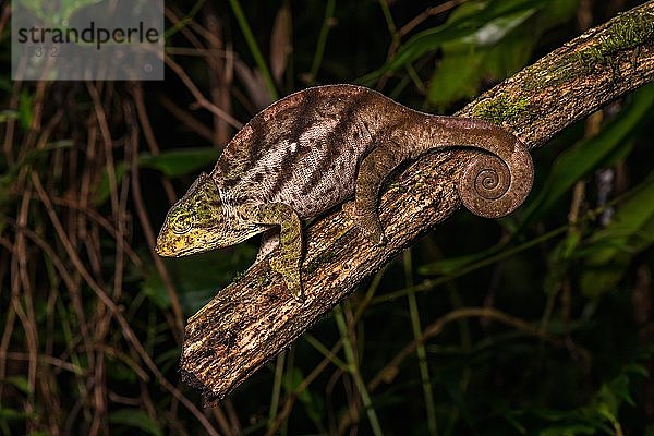 Bernstein Chamäleon (Calumma ambreense)  Weibchen auf Ast  Montagne d'Ambre National Park  Diana Region  Madagaskar  Afrika