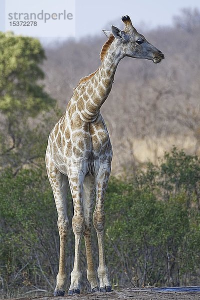 Südafrikanische Giraffe (Giraffa camelopardalis giraffa)  männliches Jungtier an einem Wasserloch stehend  Krüger-Nationalpark  Südafrika  Afrika