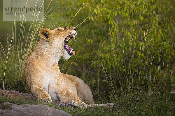 Löwin (Panthera leo) beim Gähnen  Masai Mara National Reserve  Kenia  Afrika