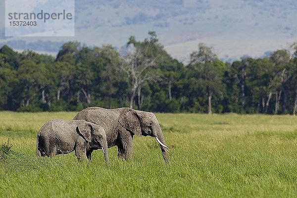 Afrikanische Elefanten (Loxodonta africana)  Erwachsener mit und Jungtier beim Fressen im hohen Gras  Masai Mara National Reserve  Kenia  Afrika