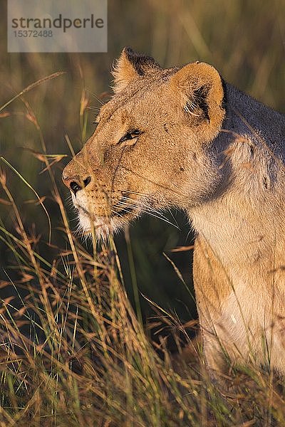 Löwin (Panthera leo)  Tierporträt  Masai Mara National Reserve  Kenia  Afrika