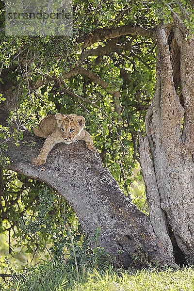 Löwenjunges (Panthera leo) klettert auf einen Baum  Masai Mara National Reserve  Kenia  Afrika