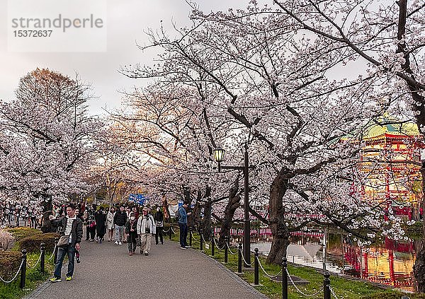 Menschenmenge unter Kirschblüten am Shinobazu-Teich  Hanami-Festival im Shinobazunoike Bentendo-Tempel  Ueno Park  Tokio  Japan  Asien