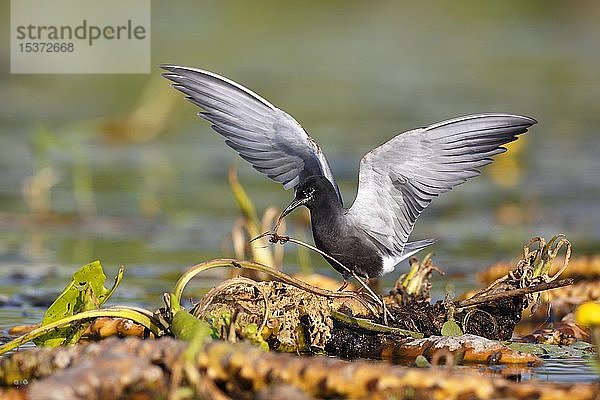 Trauerseeschwalbe (Chlidonias niger)  Altvogel auf der Suche nach Nistmaterial  Naturpark Peental  Mecklenburg-Vorpommern  Deutschland  Europa