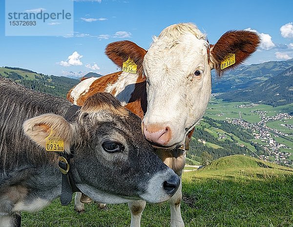 Zwei junge Kälber (Bos primigenius taurus) kuschelnd auf Almwiese  Grau- und Braunvieh  Tierportrait  Hochbrixen  Brixen im Thale  Tirol  Österreich  Europa