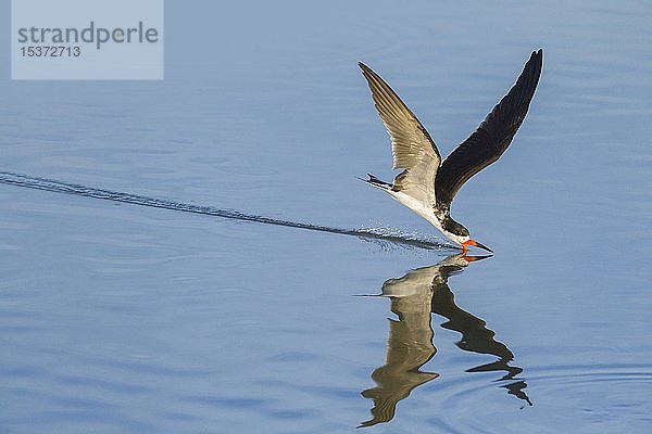 Schwarzer Scherenschnabel (Rynchops niger)  über Wasser fliegend  beim Fischen  Brasilien  Mato Grosso  Pantanal  Südamerika