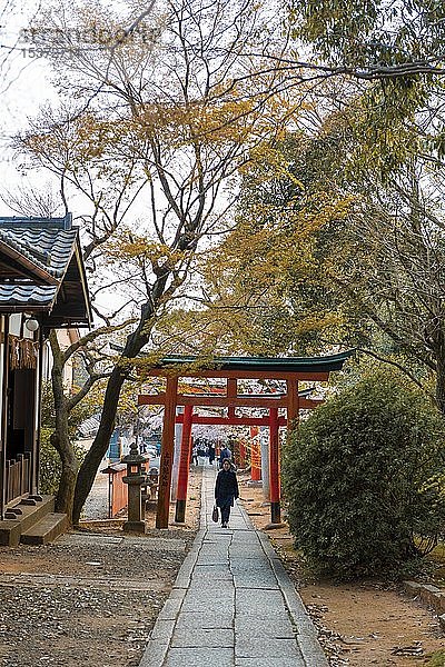 Japaner läuft zwischen Torii-Toren  Yoshida-Schrein  Kyoto  Japan  Asien