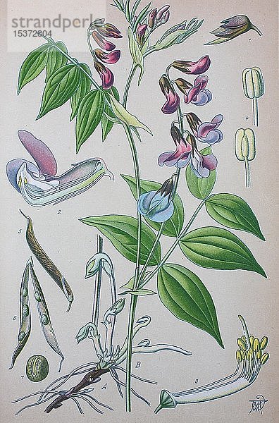 Frühlingsplatterbse (Lathyrus vernus)  historische Illustration von 1885  Deutschland  Europa