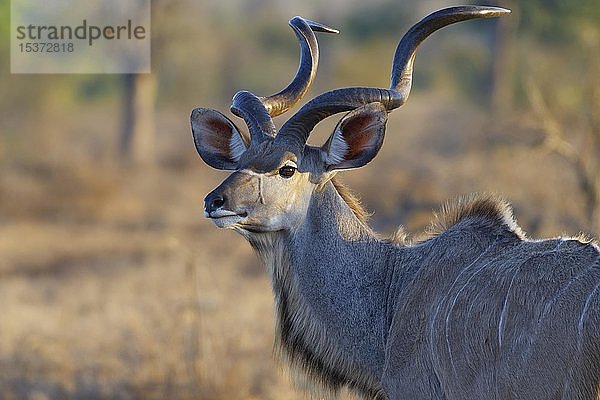 Großer Kudu (Tragelaphus strepsiceros)  erwachsenes Männchen  Tierporträt  Krüger-Nationalpark  Südafrika  Afrika