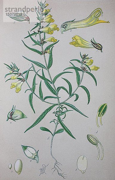 Gewöhnlicher Kuhweizen (Melampyrum pratense)  historische Illustration von 1885  Deutschland  Europa