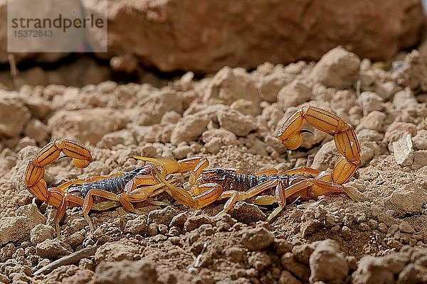 Marokkanischer Skorpion (Buthus mardochei)  Paar bei der Paarung  Marokko  Afrika
