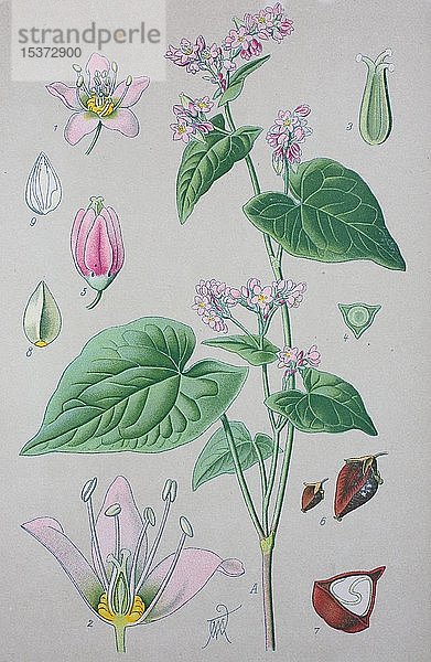 Gewöhnlicher Buchweizen (Fagopyrum esculentum)  historische Illustration von 1885  Deutschland  Europa