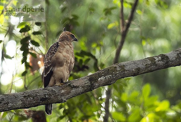 Junger Wallace-Seeadler (Nisaetus nanus) sitzt in einem Baum  Sepilok Nature Reserve  Sabah  Borneo  Malaysia  Asien