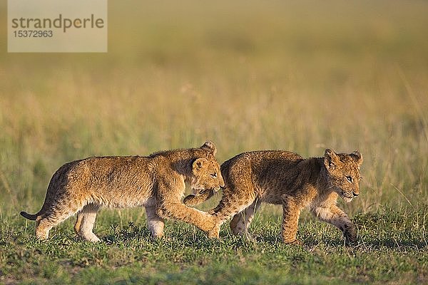 Zwei Löwenjunge (Panthera leo) im Gras  Masai Mara National Reserve  Kenia  Afrika