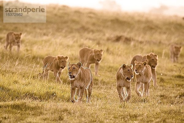 Löwen (Panthera leo)  Rudel in Bewegung  Masai Mara National Reserve  Kenia  Afrika