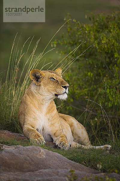 Löwin (Panthera leo) liegend  Masai Mara National Reserve  Kenia  Afrika