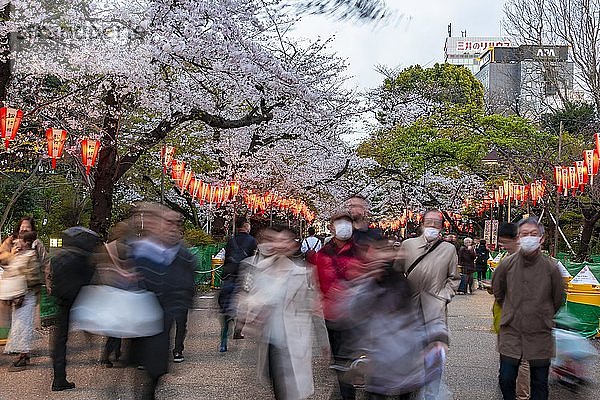 Menschenmenge unter leuchtenden Laternen in blühenden Kirschbäumen beim Hanami-Fest im Frühling  Ueno Park  Tokio  Japan  Asien