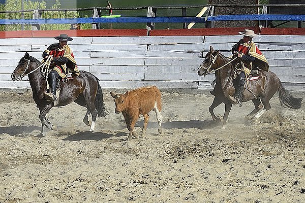 Treiben eines Kalbes durch zwei Huasos  chilenische Cowboys  beim Rodeo  Region de los Lagos  Patagonien  Chile  Südamerika
