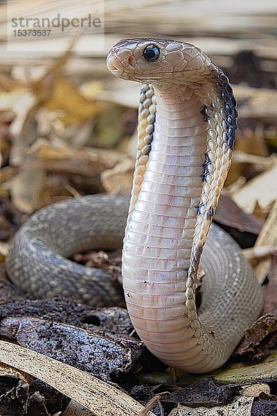 Taiwan-Kobra (Naja atra formosa)  in Gefangenschaft  Taiwan  Asien