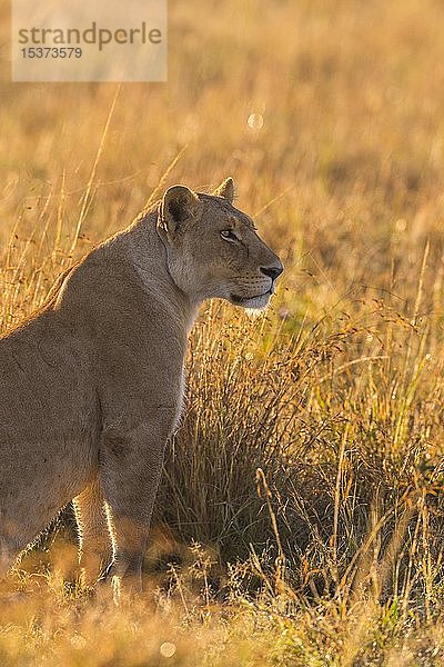 Löwin (Panthera leo)  Masai Mara National Reserve  Kenia  Afrika