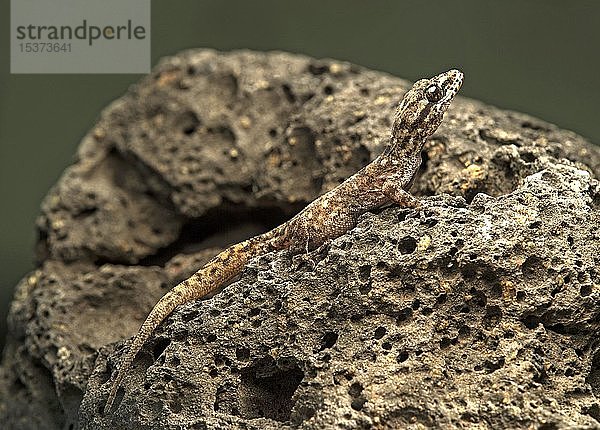 Baur's Blattgecko (Phyllodactylus baurii) auf Lavafelsen  Insel Floreana  Galapagos Inseln  Ecuador  Südamerika