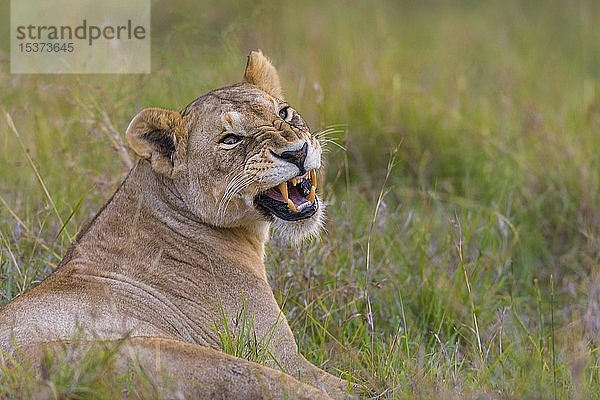 Fauchende Löwin (Panthera leo)  Masai Mara National Reserve  Kenia  Afrika