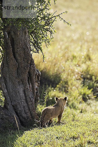 Löwenjunges (Panthera leo) neben einem Baum  Masai Mara National Reserve  Kenia  Afrika