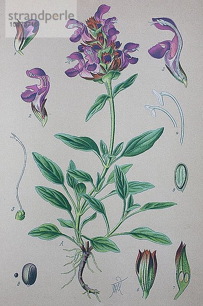 Große Selbstheilungskraut (Prunella grandiflora)  historische Abbildung von 1885  Deutschland  Europa