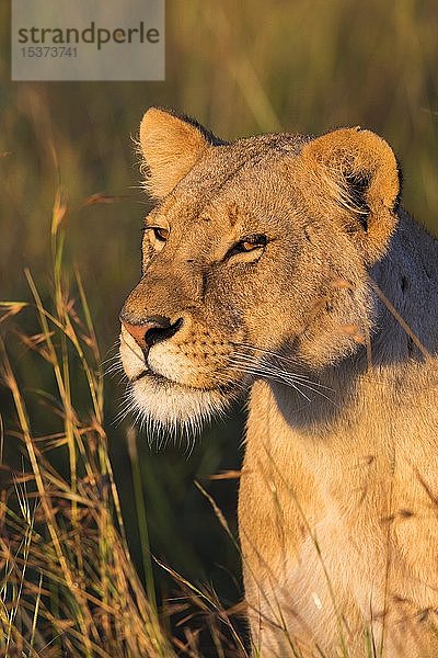 Löwin (Panthera leo)  Tierporträt  Masai Mara National Reserve  Kenia  Afrika