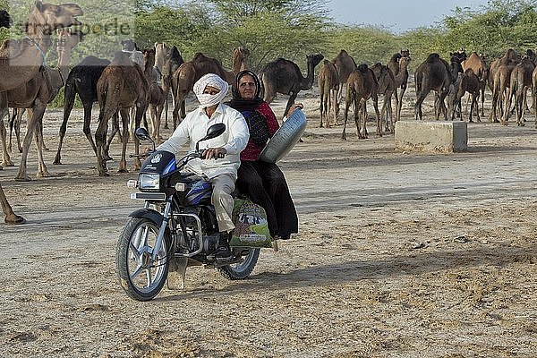 Alter Mann und Frau aus Fakirani fahren Motorrad vor einer Dromedarherde  Great Rann of Kutch  Gujarat  Indien  Asien