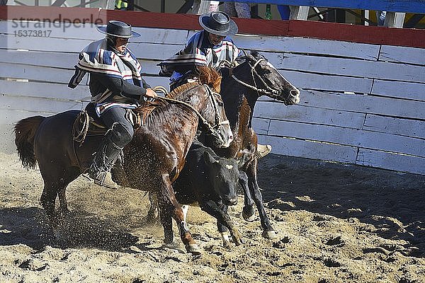 Treiben eines Kalbes durch zwei Huasos  chilenische Cowboys  beim Rodeo  Region de los Lagos  Patagonien  Chile  Südamerika