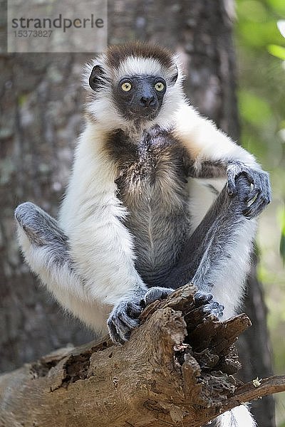 Verreaux-Sifaka (Propithecus verreauxi) auf einem Baumstamm sitzend  Berenty Private Reserve  Madagaskar  Afrika