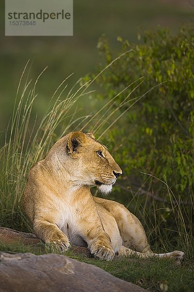 Löwin (Panthera leo) liegend  Masai Mara National Reserve  Kenia  Afrika