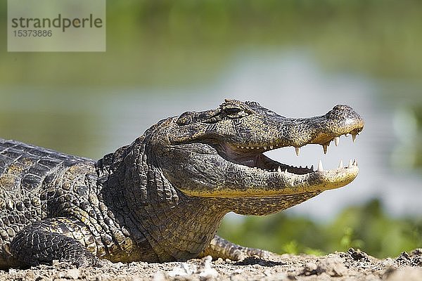 Yacare-Kaiman (Caiman yacare)  ruhend am Ufer mit geöffnetem Maul  Pantanal  Mato Grosso  Brasilien  Südamerika