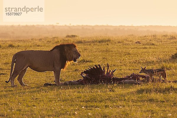 Männlicher Löwe (Panthera leo) mit Skelett  erlegtes Eland  Masai Mara National Reserve  Kenia  Afrika