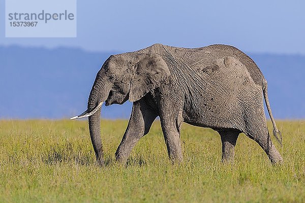 Afrikanischer Elefant (Loxodonta africana) beim Spaziergang in der Savanne  Masai Mara National Reserve  Kenia  Afrika