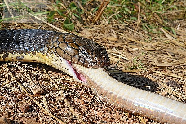 Königskobra (Ophiophagus hannah)  eine Schlange fressend  Tierporträt  Thailand  Asien