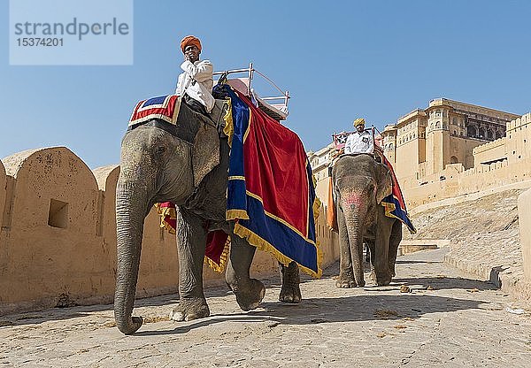 Indische Elefanten im Amber Fort  Jaipur  Rajasthan  Indien  Asien