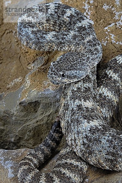 Gefleckte Klapperschlange (Crotalus pyrrhus)  in Gefangenschaft. Mexiko